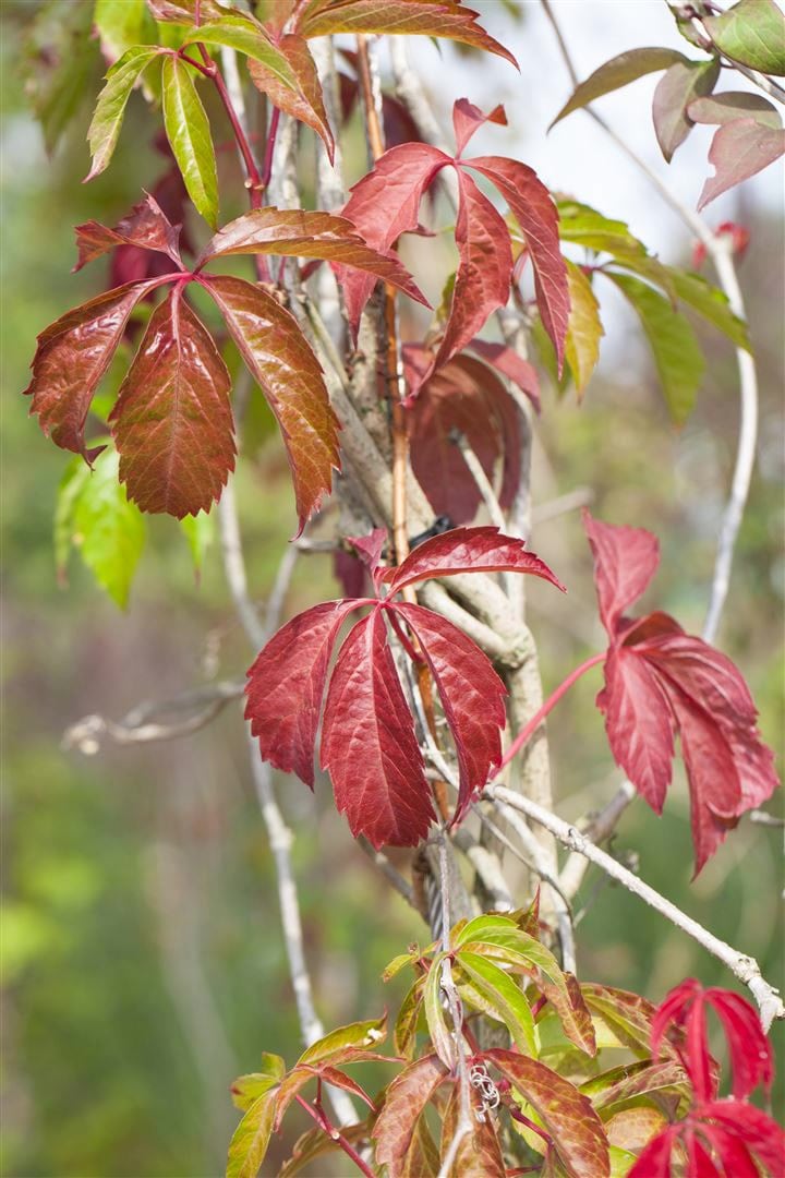 Parthenocissus quinquefolia 'Engelmannii', Wilder Wein, 40&ndash;60 cm - Bild 1