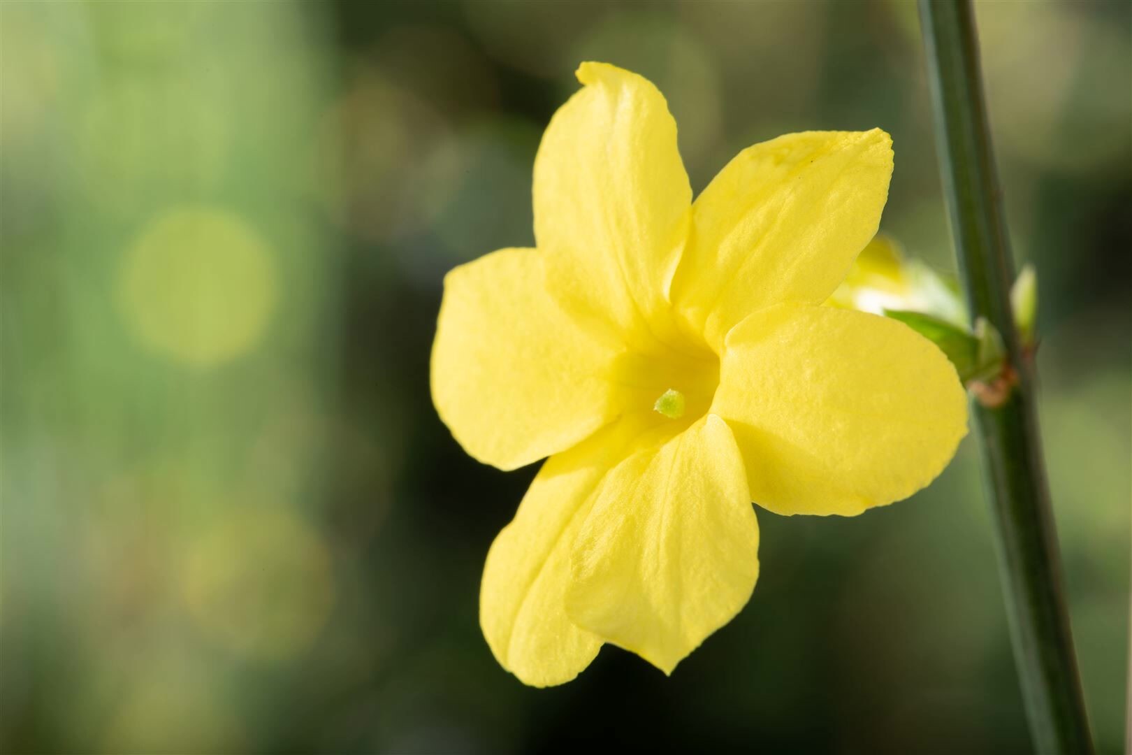 Jasminum nudiflorum, Winterjasmin, gelb, 100-150 cm