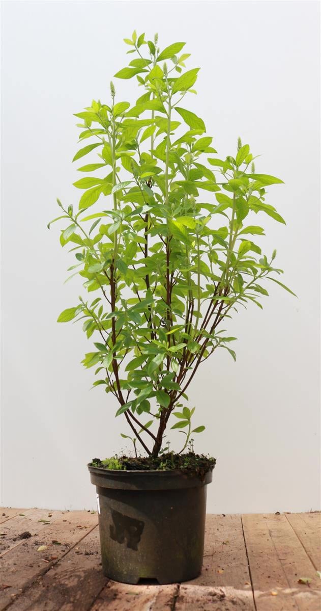 Clethra alnifolia 'Pink Spire', Scheineller, rosa Bl&uuml;ten, 40&ndash;60 cm - Bild 1