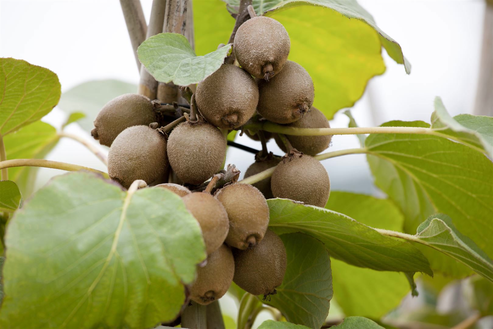 Actinidia chinensis 'Solo', Kiwi, 40&ndash;60 cm - Bild 1