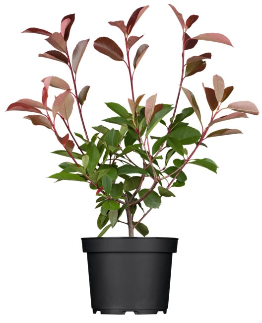 Photinia fraseri 'Red Robin', Glanzmispel, rot, 40&ndash;60 cm - Bild 1