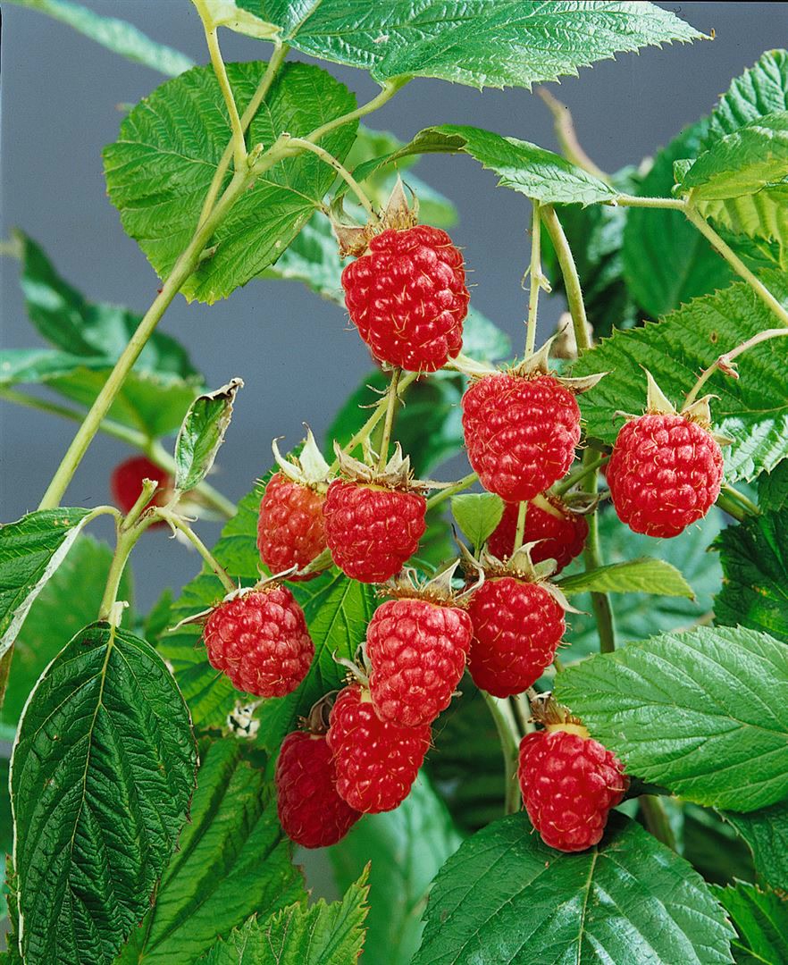 Rubus idaeus 'Heritage', Himbeere, rot, 40&ndash;60 cm - Bild 1