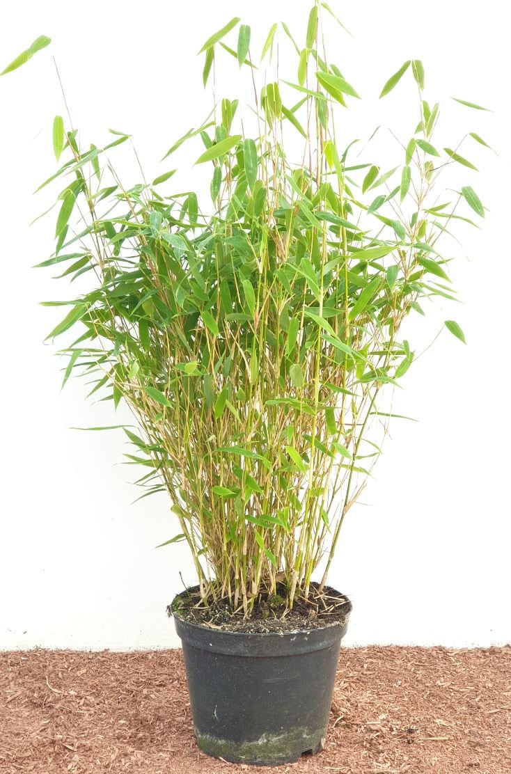 Fargesia murieliae 'Jumbo', Bambus, immergr&uuml;n, 40&ndash;60 cm - Bild 1