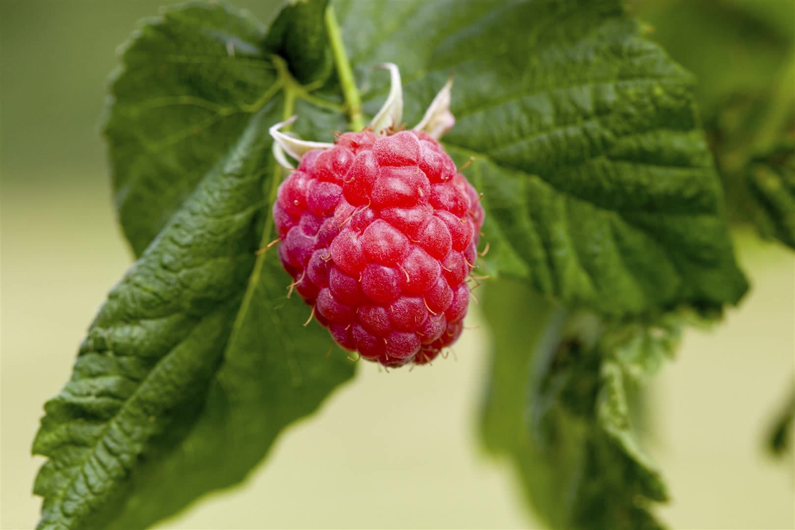 Rubus idaeus 'Malling Promise', Himbeere, 40&ndash;60 cm - Bild 1