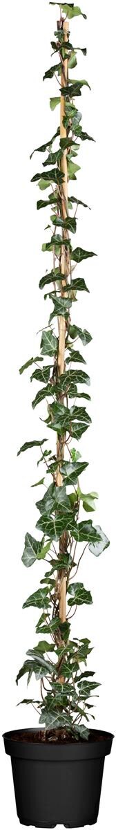 Hedera helix 'Hibernica', Irischer Efeu, 100&ndash;150 cm - Bild 1