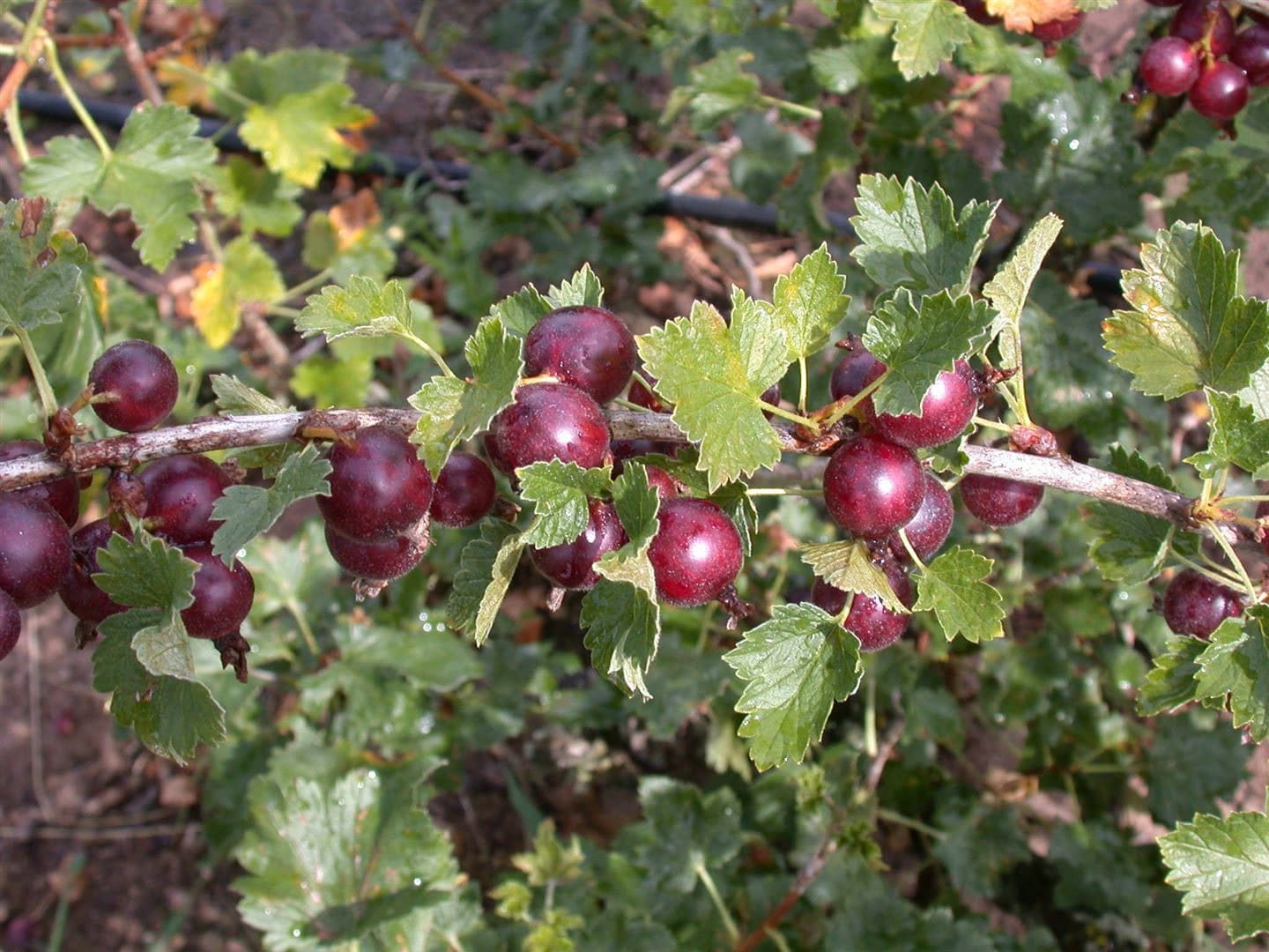 Ribes x nidigrolaria, Jostabeere, 90 cm Stammh&ouml;he - Bild 1