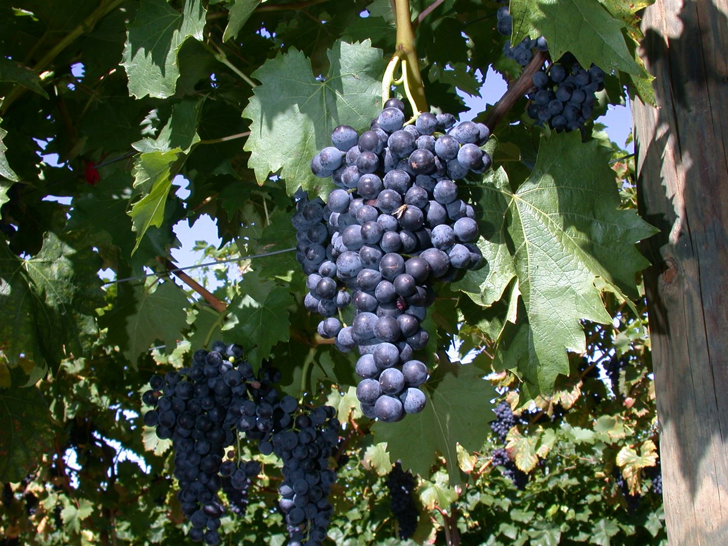 Vitis vinifera 'Regent', Weinrebe, 80&ndash;100 cm - Bild 1