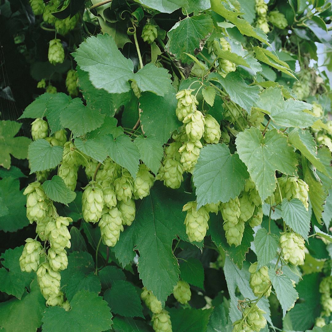 Humulus lupulus 'Hallertauer Tradition', Hopfen, 60&ndash;100 cm - Bild 1