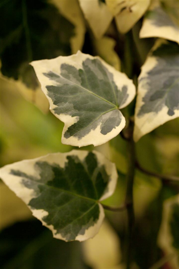 Hedera algeriensis 'Gloire de Marengo', Efeu, gr&uuml;n-wei&szlig;, 40&ndash;60 cm - Bild 1