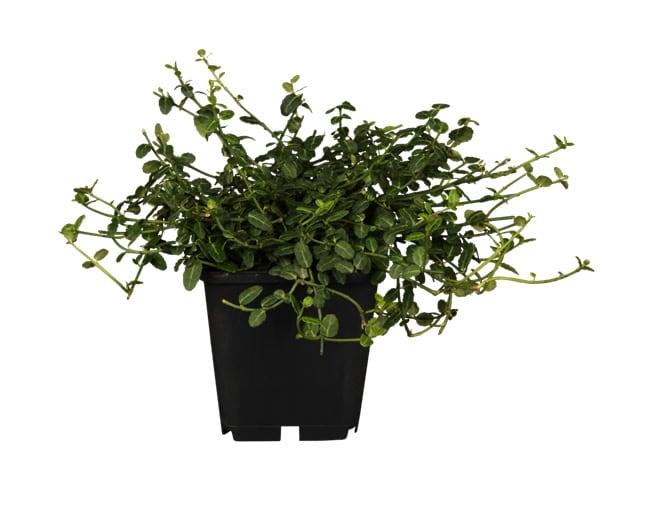 Euonymus fortunei 'Minimus', Kriechspindel, immergr&uuml;n, ca. 9x9 cm Topf - Bild 1