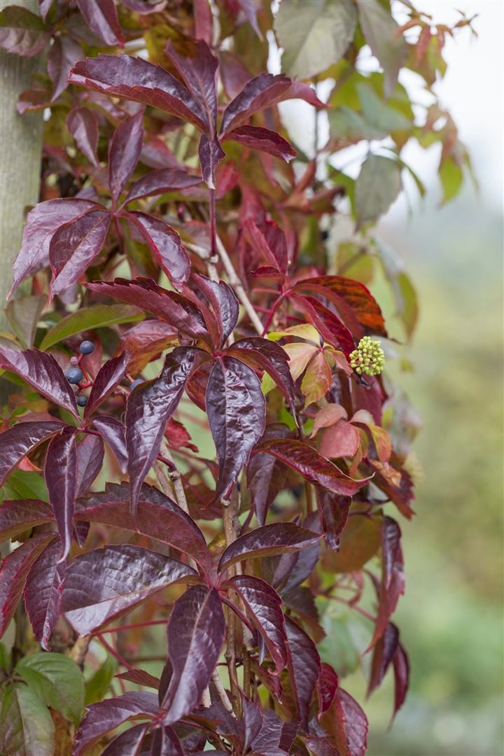 Parthenocissus quinquefolia, Wilder Wein, 40&ndash;60 cm - Bild 1
