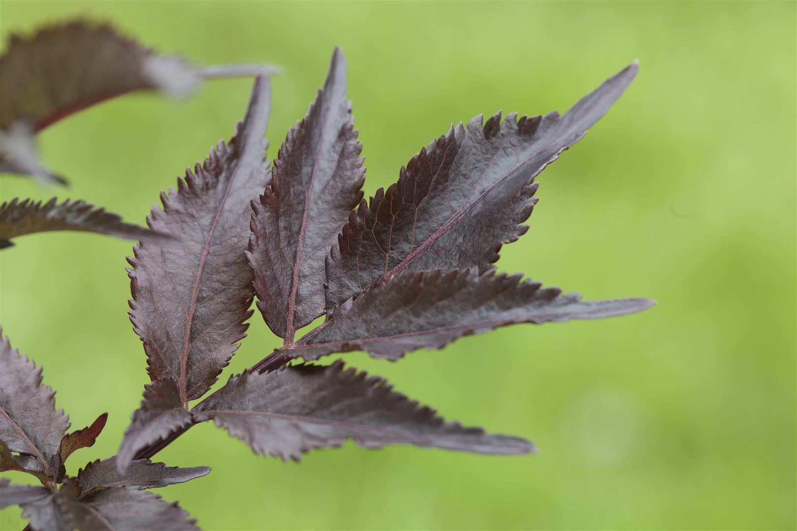 Sambucus nigra 'Black Beauty', Schwarzer Holunder, dunkelviolett, 60&ndash;100 cm - Bild 1