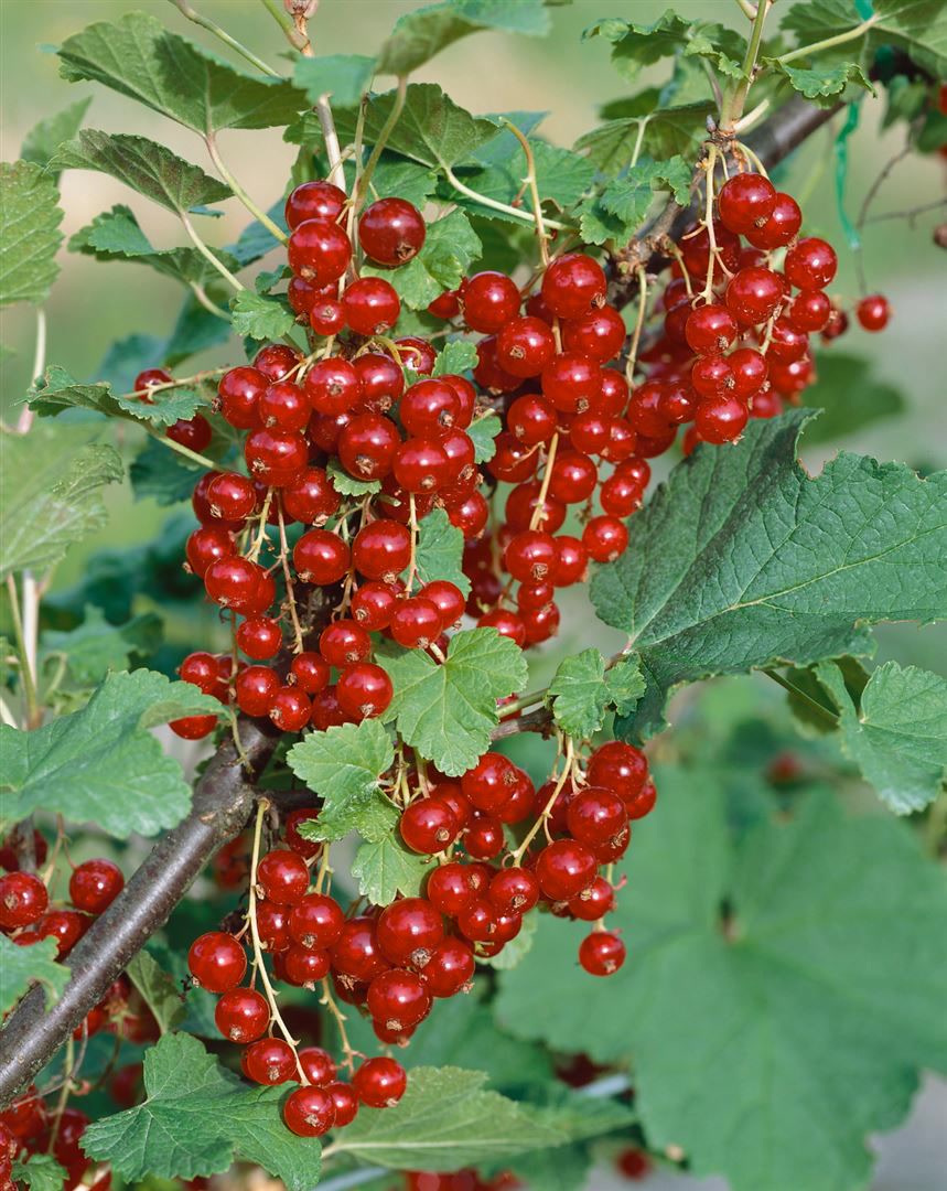 Ribes rubrum 'Jonkheer van Tets', Rote Johannisbeere, 80 cm Stammh&ouml;he - Bild 1