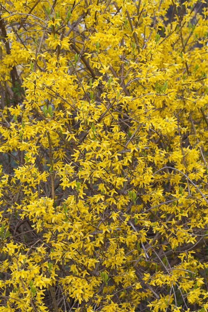 Forsythia ‚Lynwood‘, Goldglöckchen, leuchtend gelb, 80–100 cm | 04063654226857