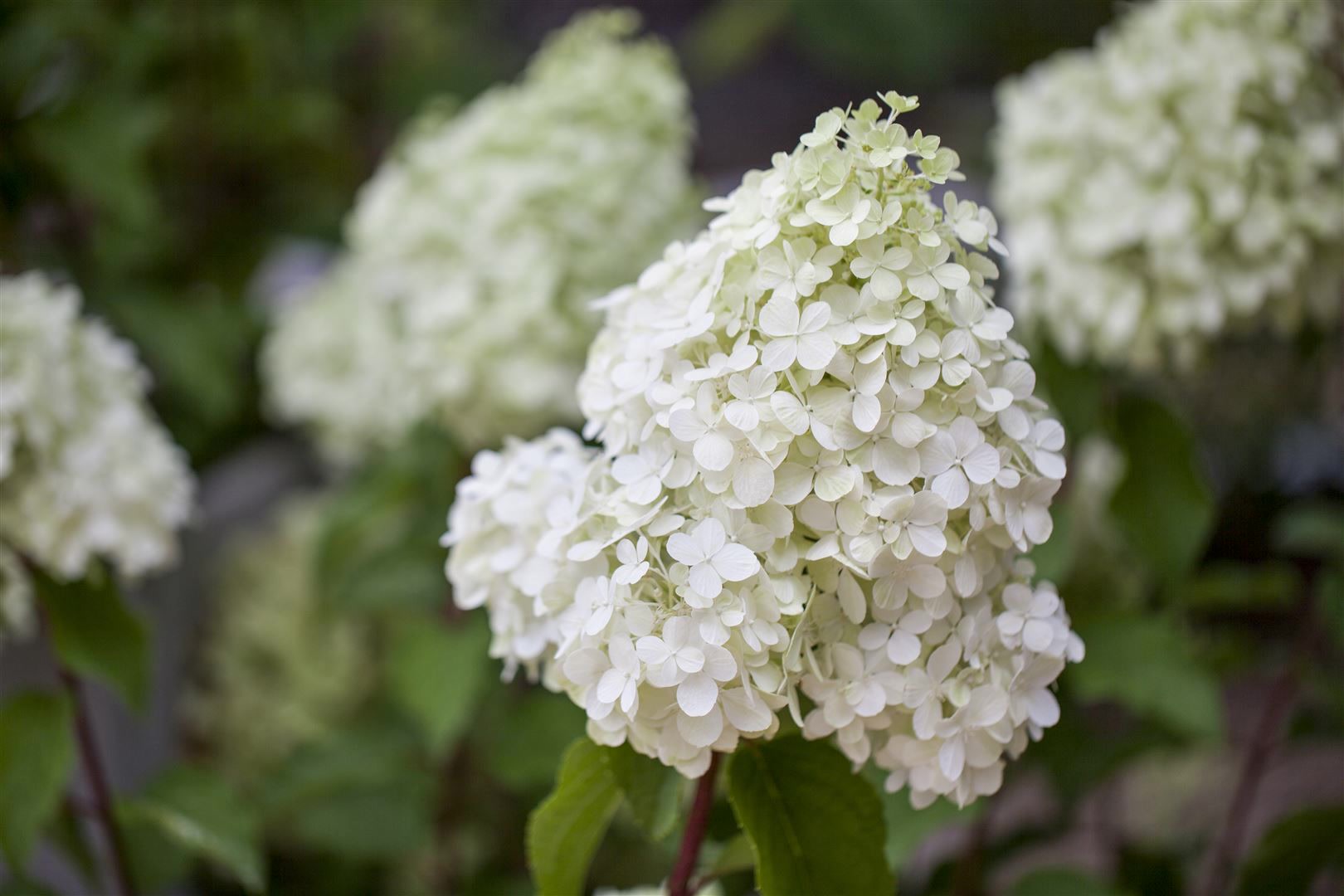 Hydrangea paniculata 'Polar Bear', Rispenhortensie, wei&szlig;, 40&ndash;60 cm - Bild 1