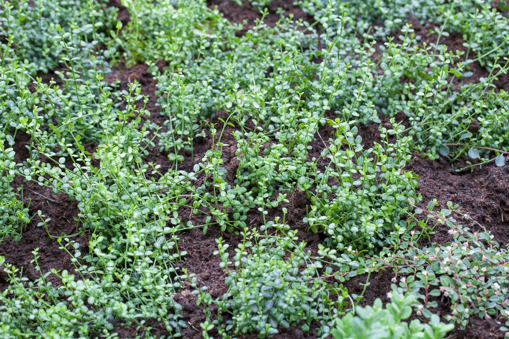Euonymus fortunei 'Minimus', Kriechspindel, immergr&uuml;n, 15&ndash;20 cm - Bild 1
