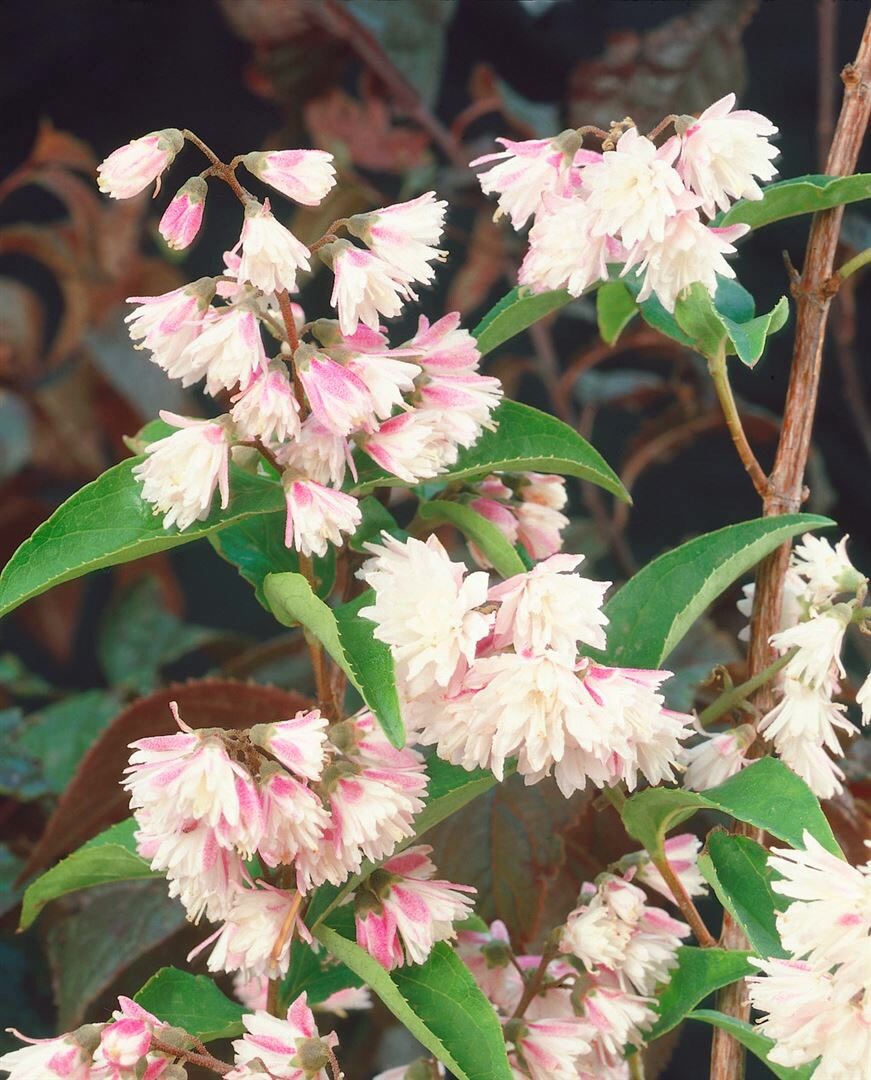 Deutzia scabra ‚Codsall Pink‘, Maiblumenstrauch, rosa, 80–100 cm | 04063654227021