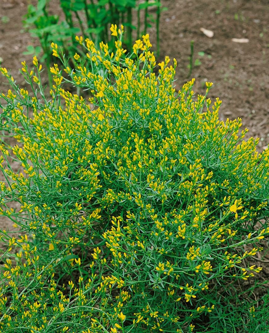 Genista anglica, Englischer Ginster, gelb, 2 Liter Container - Bild 1