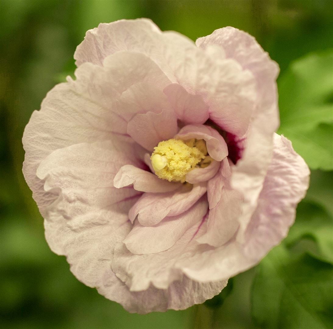 Hibiscus syriacus 'Pink Chiffon', Roseneibisch, rosa, 40&ndash;50 cm - Bild 1