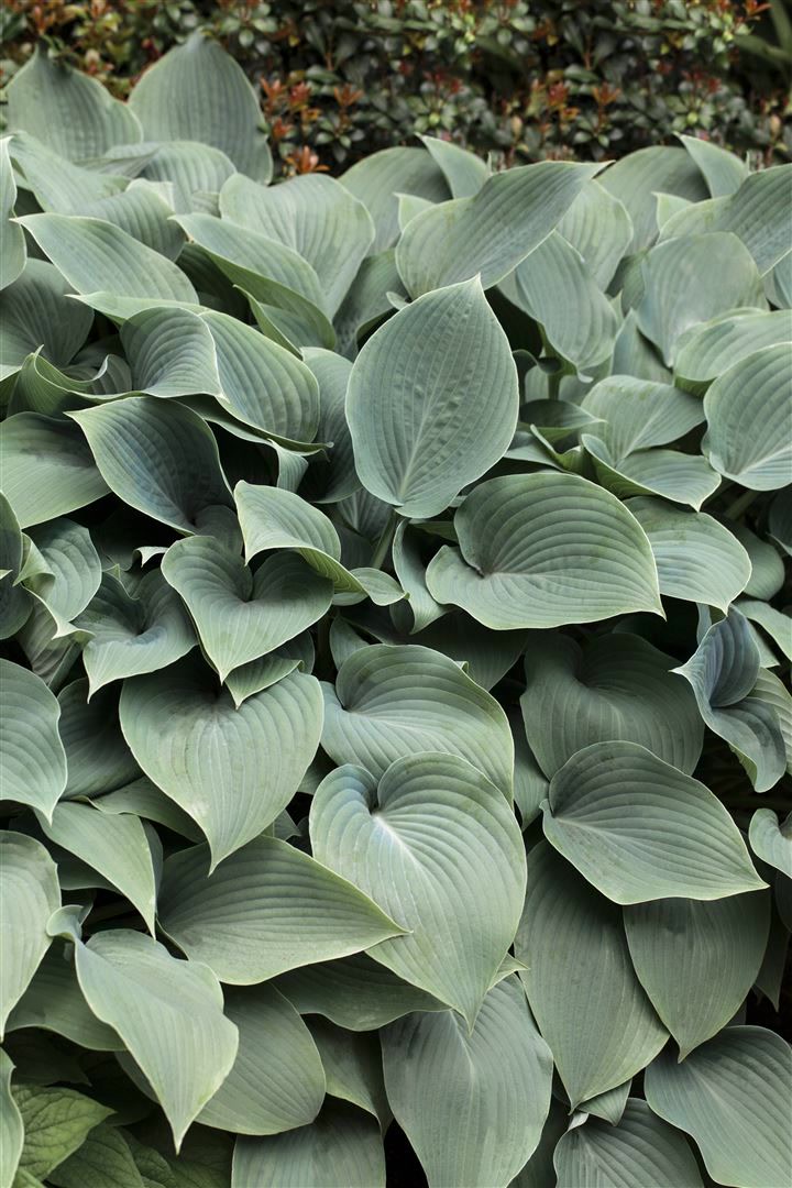 Hosta sieboldiana 'Elegans', Blaublatt-Funkie, 3-5 Liter Container - Bild 1