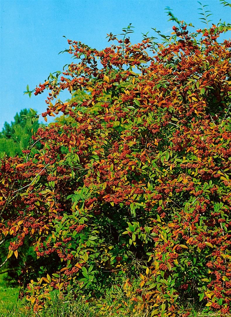 Cotoneaster watereri 'Cornubia', immergr&uuml;n, rote Beeren, 80&ndash;100 cm - Bild 1