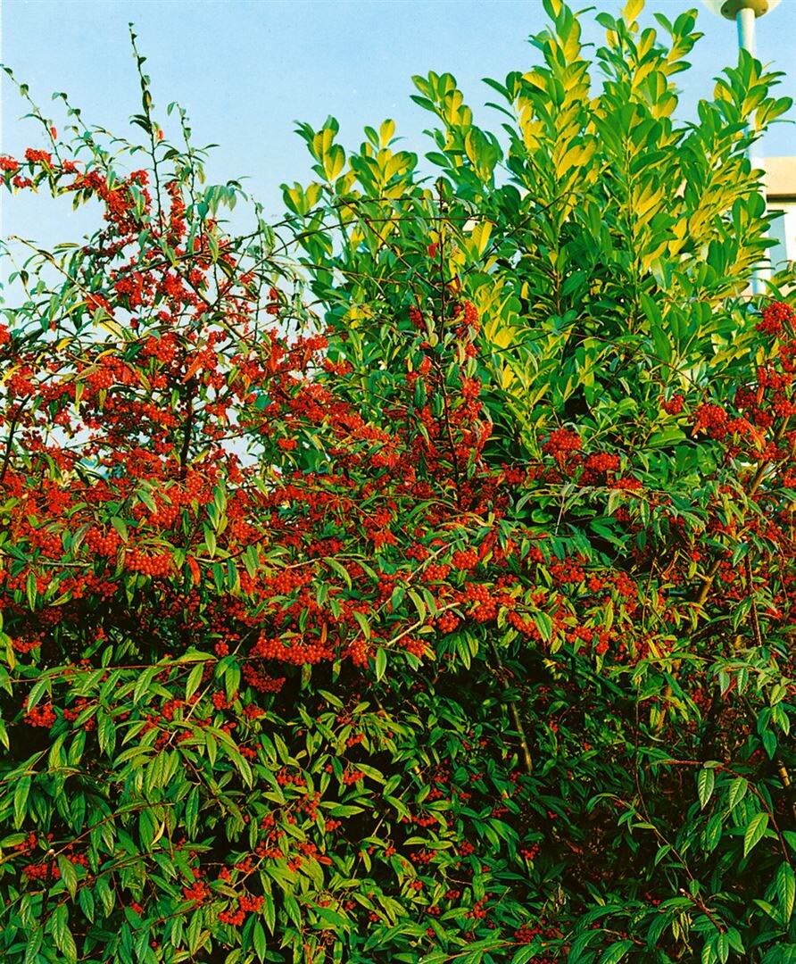 Cotoneaster salicifolius floccosus, immergr&uuml;n, 80&ndash;100 cm - Bild 1