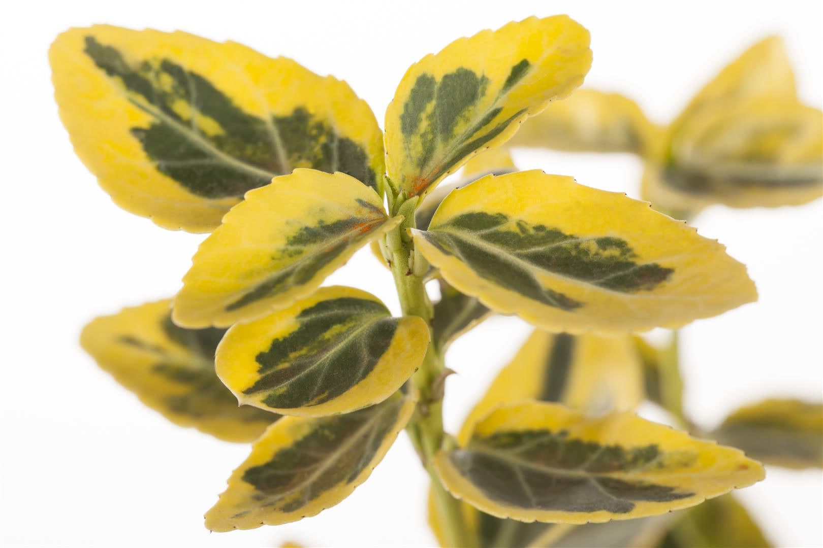 Euonymus fortunei 'Emerald'n Gold', Spindelstrauch, ca. 9x9 cm Topf - Bild 1