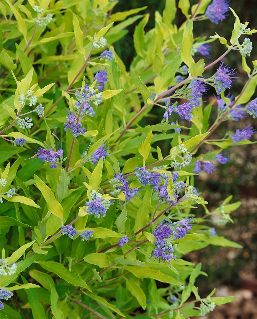 Caryopteris clandonensis 'Worchester Gold', Bartblume, goldlaubig, 30&ndash;40 cm - Bild 1