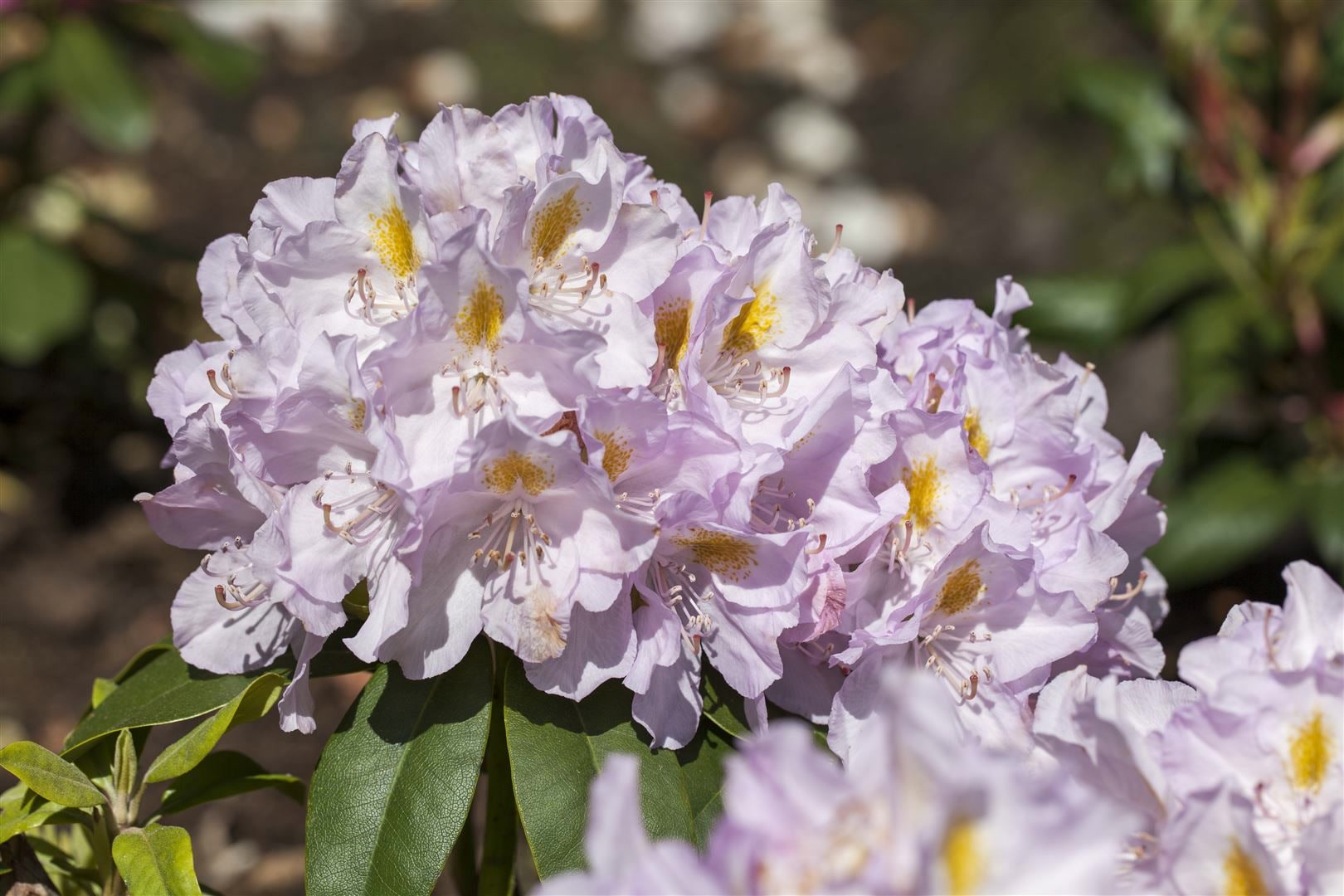 Rhododendron Hybr. 'Genoveva', Rhododendron, 30&ndash;40 cm - Bild 1