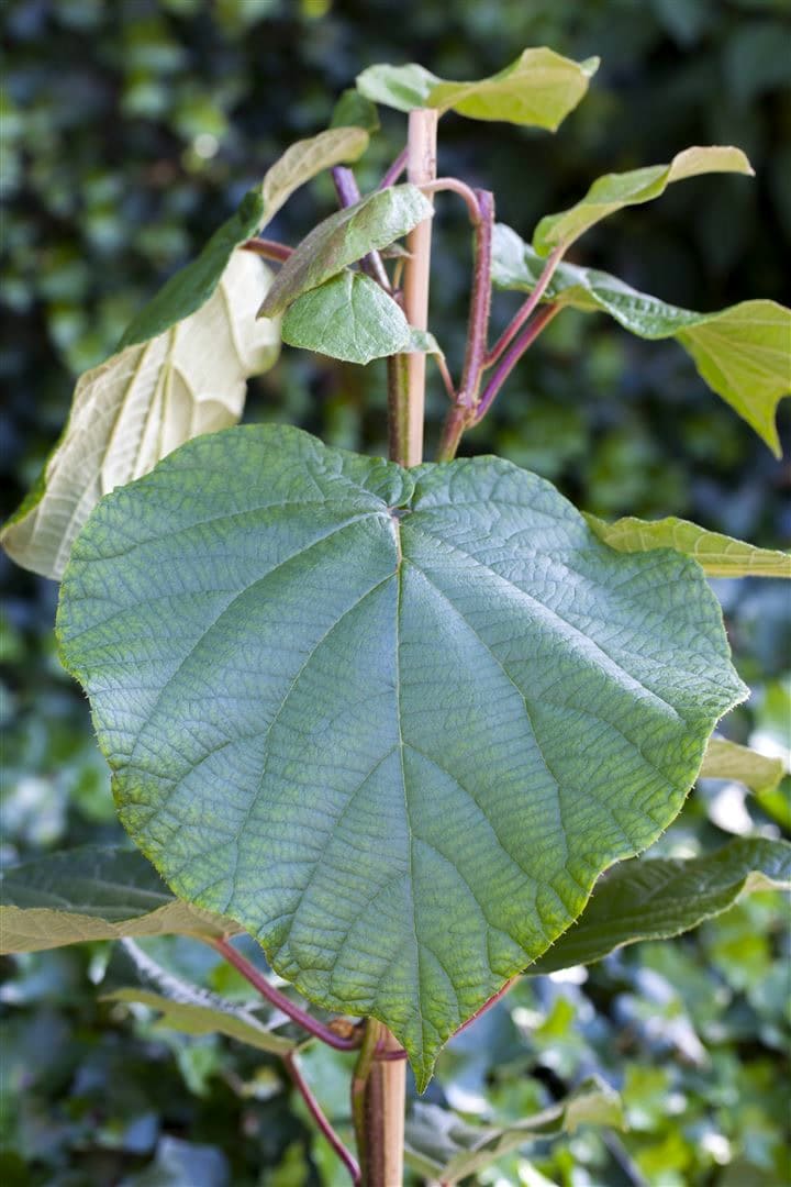 Actinidia chinensis 'Male', Kiwi, best&auml;ubend, 60&ndash;100 cm - Bild 1