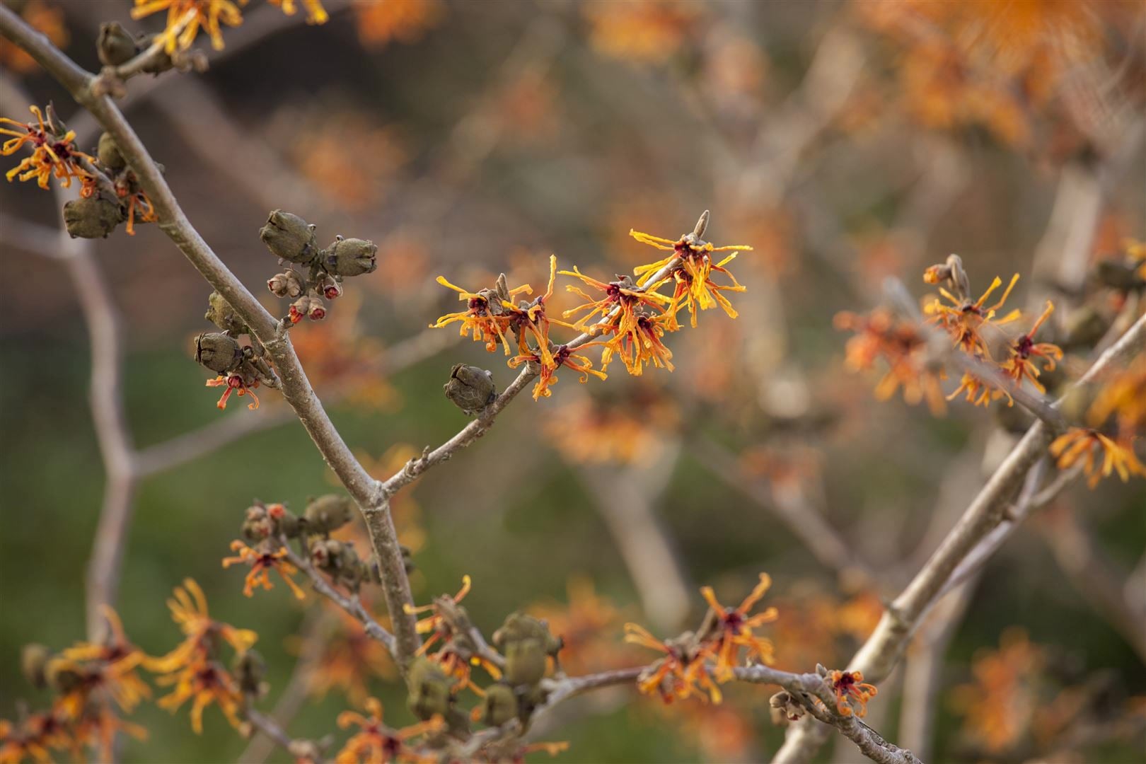 Hamamelis intermedia 'Aphrodite', Zaubernuss, orange Bl&uuml;ten, 50&ndash;60 cm - Bild 1