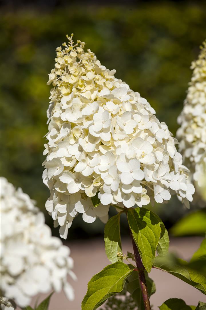 Hydrangea paniculata 'Magical Moonlight', Rispenhortensie, wei&szlig;, 60&ndash;80 cm - Bild 1