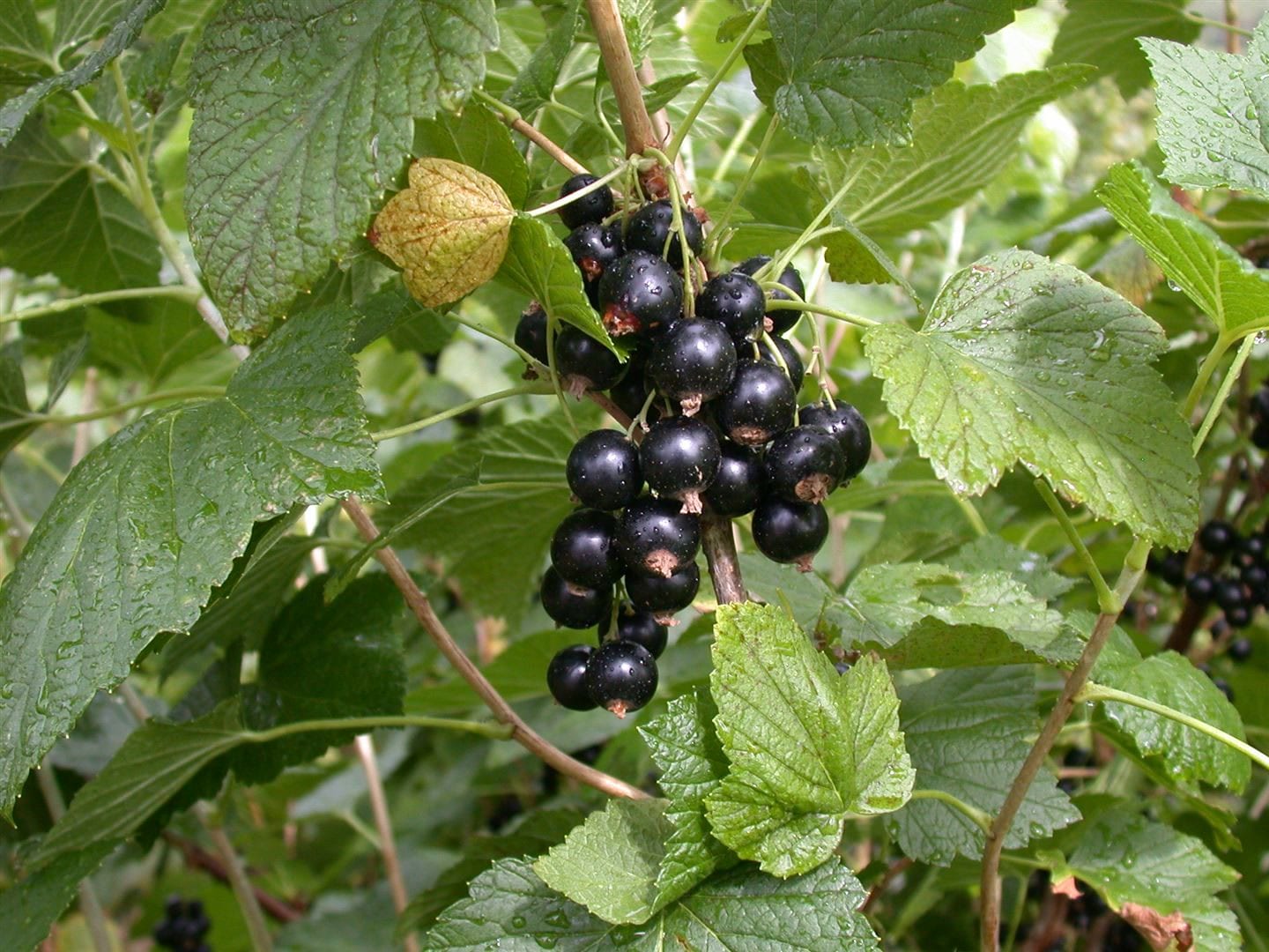 Ribes nigrum 'Titania', Schwarze Johannisbeere, 60 cm Stammh&ouml;he - Bild 1