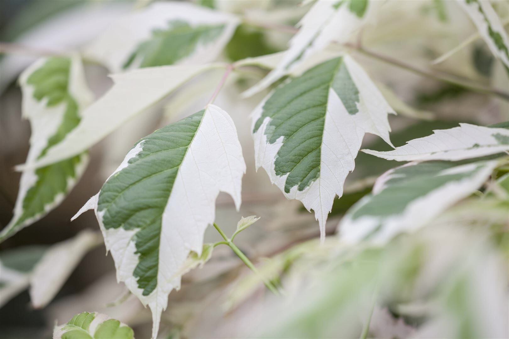 Acer negundo ‚Flamingo‘, Eschen-Ahorn, rosa-weiß panaschiert, 60–100 cm | 04063654800248