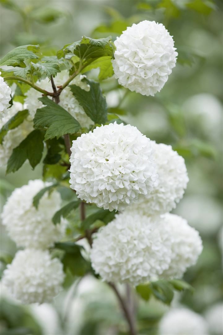 Viburnum opulus 'Roseum', Schneeball, wei&szlig;-rosa Bl&uuml;ten, 30&ndash;40 cm - Bild 1