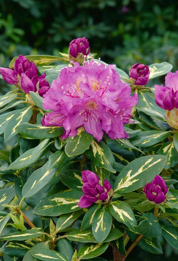 Rhododendron Hybr. 'Goldflimmer', gelb-gr&uuml;n panaschiert, 40&ndash;50 cm - Bild 1