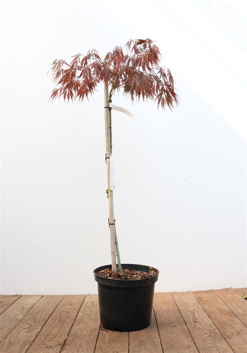 Acer palmatum 'Dissectum Garnet', Japanischer Ahorn, rotlaubig, 80 cm Stammh&ouml;he - Bild 1