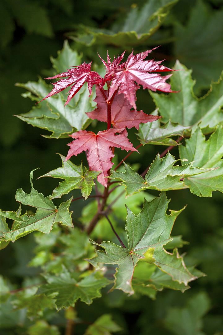 Acer platanoides 'Crimson Sentry', Spitzahorn, rotlaubig, 125 cm Stammh&ouml;he - Bild 1
