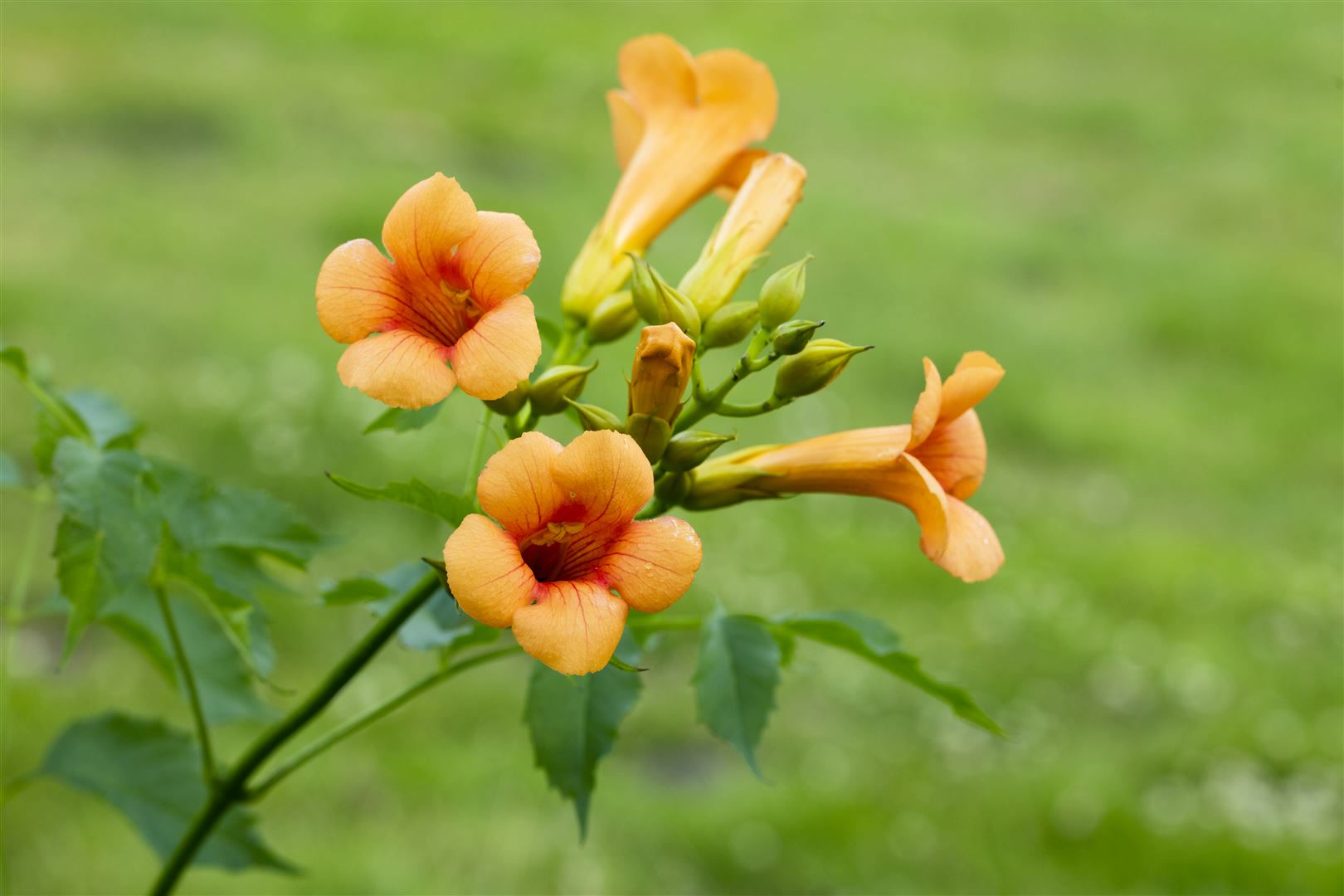 Campsis tagliabuana 'Madame Galen', Trompetenblume, orange-rot, 150&ndash;200 cm - Bild 1