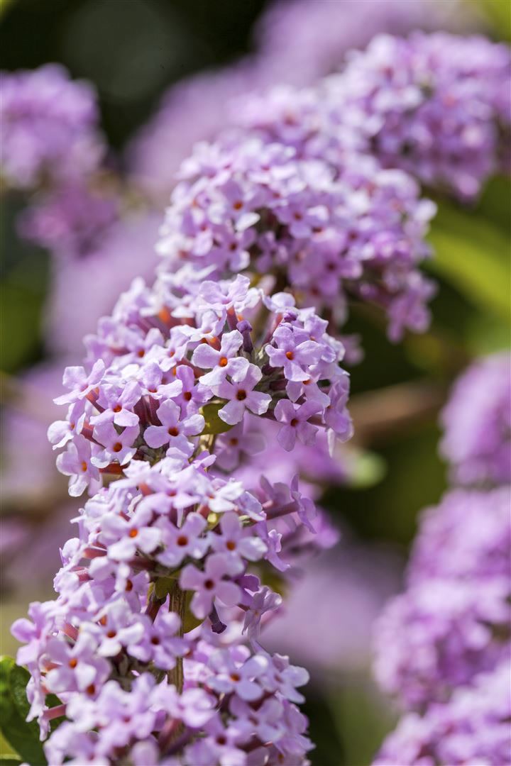 Buddleja alternifolia, Schmetterlingsflieder, 100&ndash;125 cm - Bild 1