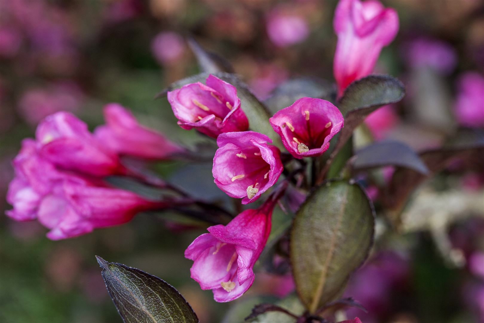 Weigela florida 'Alexandra', Weigelie, dunkelrosa, 30&ndash;40 cm - Bild 1