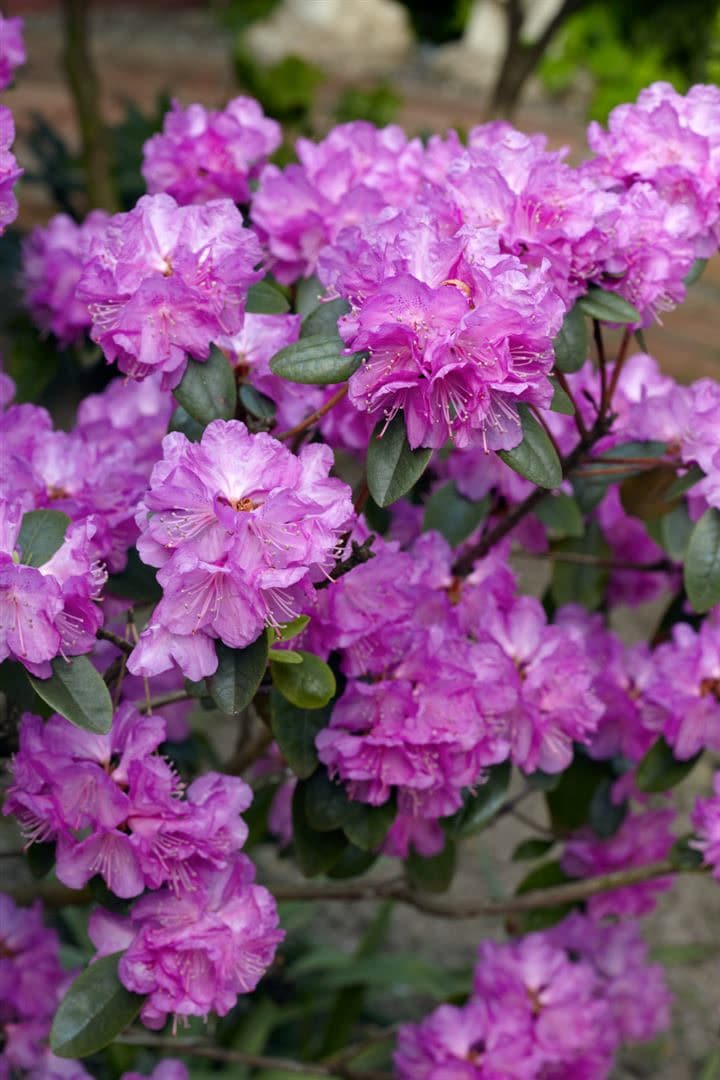 Rhododendron carolinianum 'P.J.Mezitt', rosa Bl&uuml;ten, 20&ndash;25 cm - Bild 1
