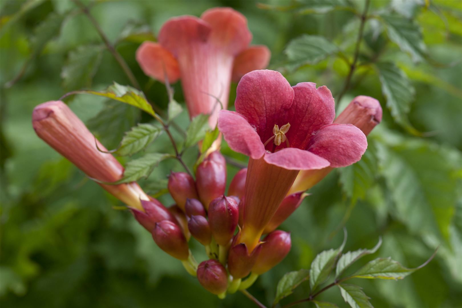 Campsis radicans 'Stromboli', Trompetenblume, leuchtend rot, 150&ndash;200 cm - Bild 1