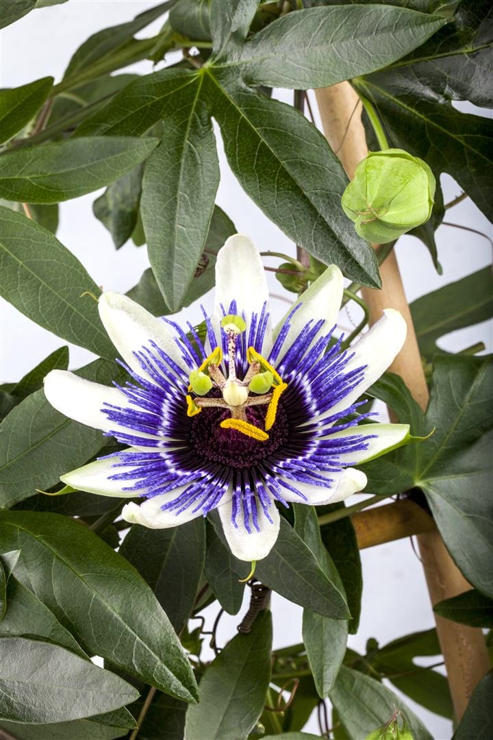 Passiflora caerulea, Blaue Passionsblume, 40&ndash;60 cm 