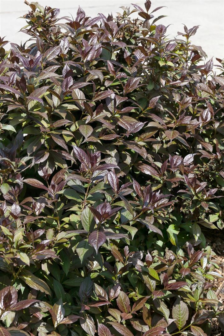 Weigela 'Black and White' -R-, wei&szlig;-rosa, 30&ndash;40 cm - Bild 1