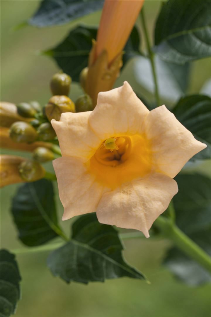 Campsis radicans 'Golden Trumpet', gelb, 80&ndash;100 cm - Bild 1