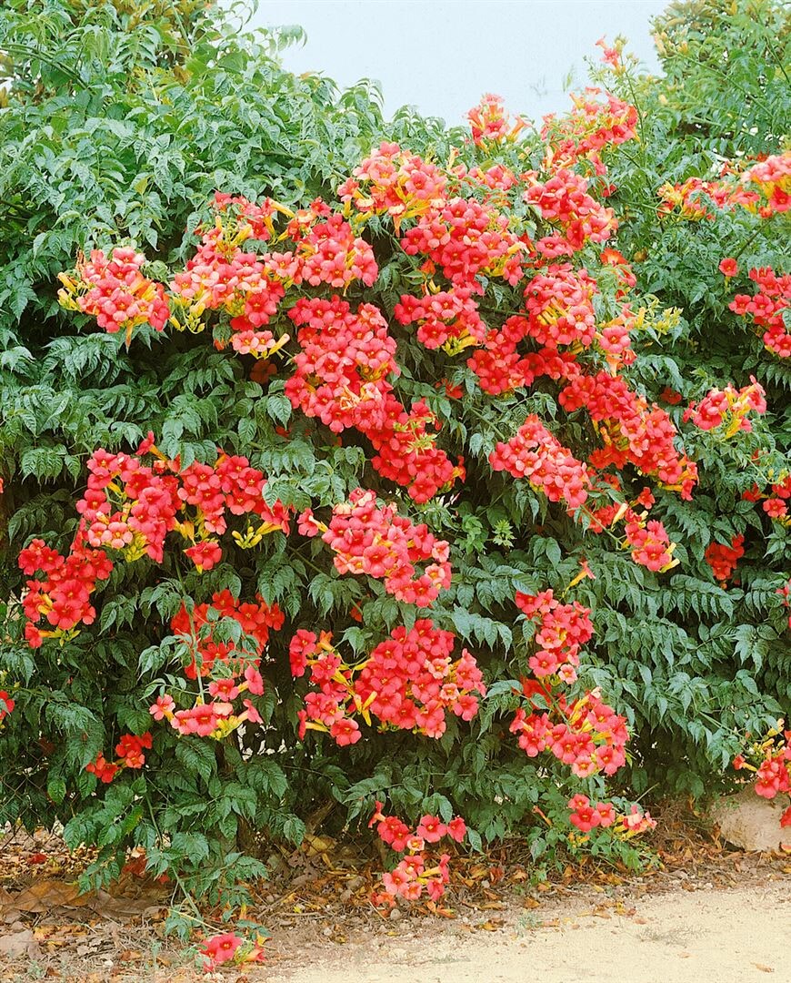 Campsis radicans 'Grandiflora', Trompetenblume, orange, 80&ndash;100 cm - Bild 1