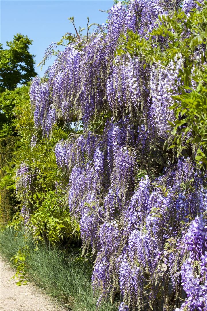Wisteria floribunda, Japanische Blauregen, 150&ndash;200 cm, duftend - Bild 1