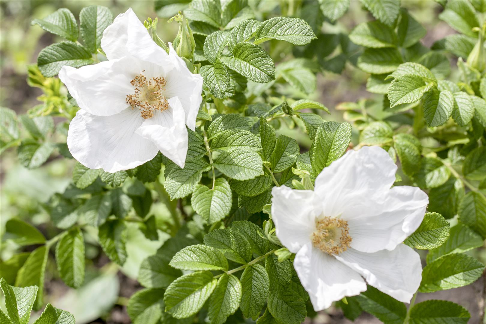 Rosa rugosa 'Alba', Kartoffelrose, wei&szlig;, 40&ndash;60 cm - Bild 1