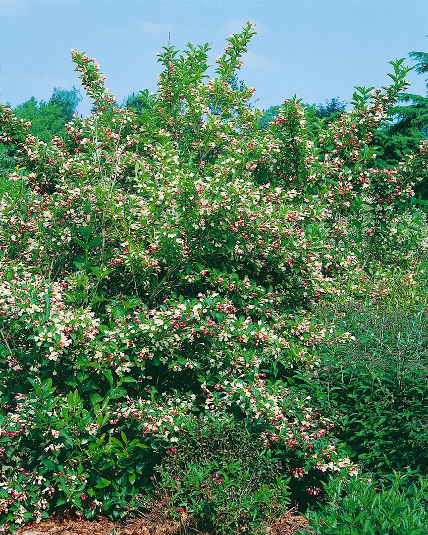 Weigela florida 'Majorie', Weigelie, rosa Bl&uuml;ten, 80&ndash;100 cm - Bild 1